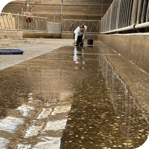 PMMA vloer koeien voergoot agrarische sector