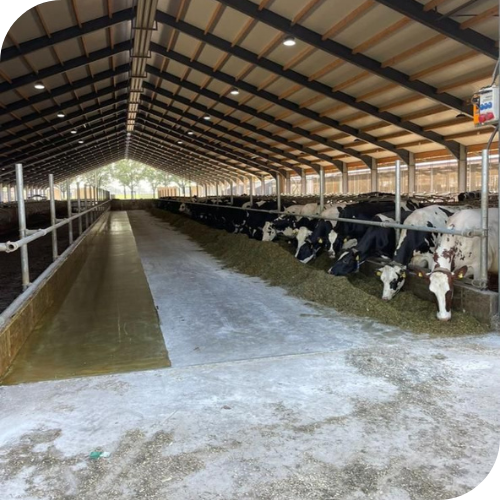 PMMA vloer koeien voergoot agrarische sector